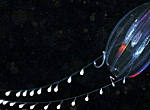 国家地理杂志：潜入深海用星光摄像机拍摄美丽的自发光生物 Bioluminescence on Camera | National Geographic